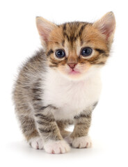 Obraz premium Portrait of a tiny tabby kitten isolated on white