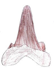 サメの歯の化石（kids drawing) © 利正 伊豆