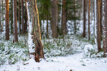 Snowy forest scene with tree trunk and snow covered ground