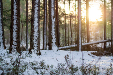Snowy forest at sunrise, trees with snow, serene winter landscape