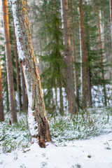 Snowy forest scene with tree trunk and evergreen trees