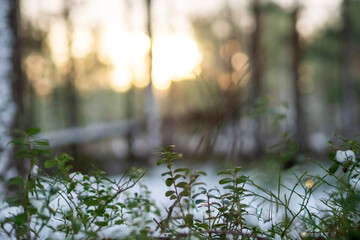 Snowy forest underbrush at sunrise, green leaves and branches