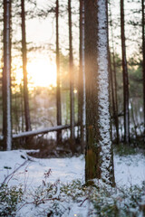 Snowy forest at sunrise, tree trunk with snow, serene winter landscape