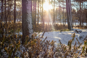 Snowy forest at sunrise, trees and bushes in winter landscape