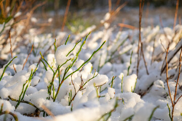 Snow covered grass and plants in winter landscape