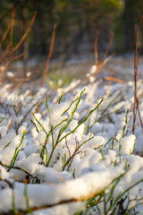 Snow covered grass and twigs in winter landscape