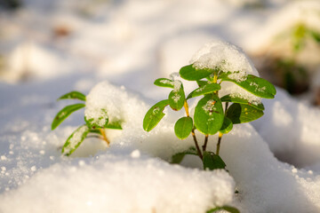 Small green plant covered in snow, winter landscape