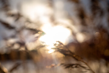 Blurry sunset through dry grass, warm golden light