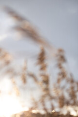 Golden wheat stalks in sunlight, natural landscape background