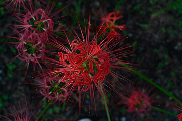 彼岸花(曼珠沙華,Red spider lily,Lycoris,overhead angle)