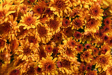 Vibrant Orange Chrysanthemum Flowers Background for Autumn Decoration