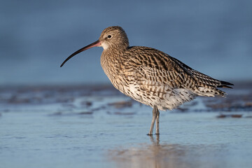 Eurasian Curlew (Numenius Arquata) on the Lincolnshire Coast