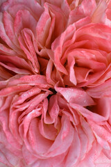 Pink rose petals close up. ?lose-up of fresh pink rose flower.