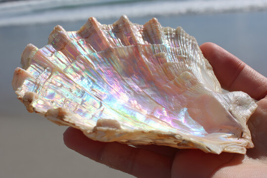 Iridescent nacre shell held in hand, close up, showing colorful mother of pearl texture with natural light reflection, beach background, ocean visible, summer mood