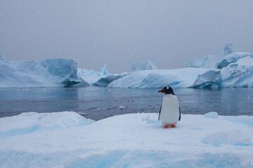 cute gentoo penguin in Antarctica with icebergs on background, nature and wildlife