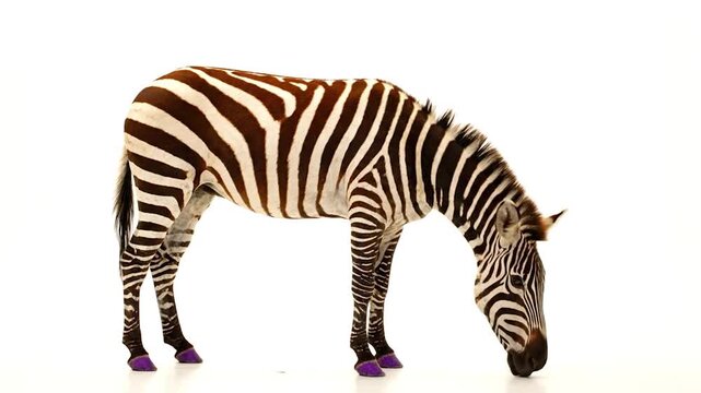 A zebra with brown and white stripes, purple hoofs, stands, head down, on a white background