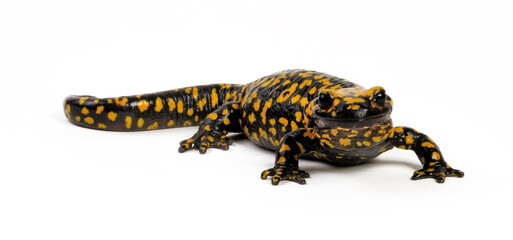 Kleinasiatischer Feuersalamander // Near Eastern fire salamander (Salamandra infraimmaculata semenovi) 