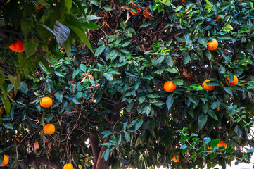 The Orange on farmland. In a ripening state