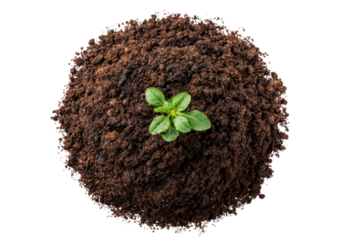 Green plant in soil, isolated on a transparent background