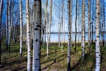 finnish forest of birch trees by a lake