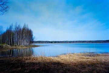finnish forest of birch trees by a lake