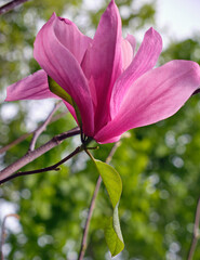 Large pink blooming flower of Magnolia soulangeana Magnolia denudata.