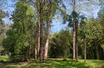 The picturesque park landscape in spring. Sirius. Krasnodar Krai. Russia