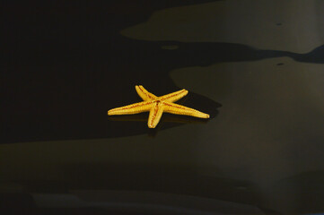 starfish isolated on white background