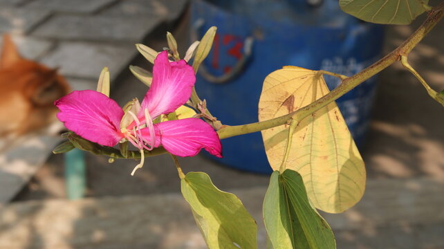 Orchid Tree (Bauhinia) &ndash; Uses, Benefits & Plant