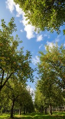 An eye-level perspective of a lush orchard. Rows of trees reach towards a bright blue sky dotted with clouds, filtered light streams through