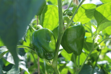 畑で育つ青々としたピーマンの実　葉に囲まれて生育する夏野菜と日本の農業風景