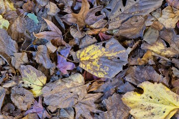Dead Fall season leaves scattered on ground Mulberry Maple tree foliage.	