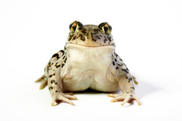 weibliche Balkan-Schaufelkr&ouml;te // female Balkan spadefoot toad (Pelobates balcanicus chloeae) - Peloponnes, Griechenland