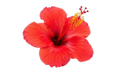 Vibrant red hibiscus flower isolated on transparent background red flower tropical flower
