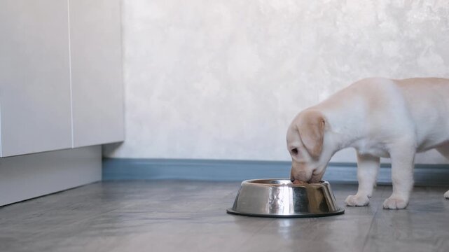 labrador retriever puppy