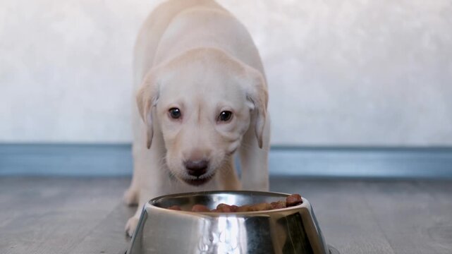 labrador retriever puppy