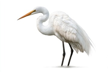 Great Egret standing in water