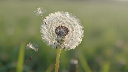 Dandelion seed head with floating seeds in green field