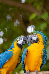 Two vibrant blue and yellow macaws interacting on a branch with lush green bokeh background. © IBRAHIM