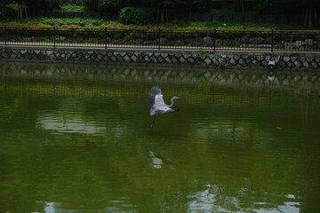 Grey Heron Flying Over Calm Green Water