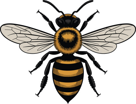 Realistic bee illustration, flying insect, detailed wings, striped body, entomology art, nature clipart, vector drawing, educational design, honey bee
