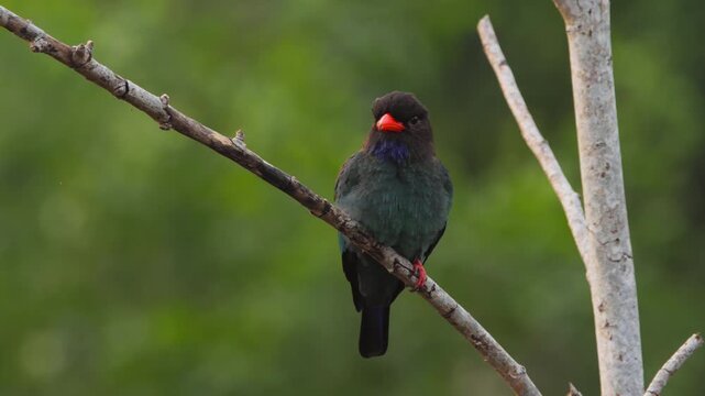 Oriental dollarbird perched among tree branches at morning.