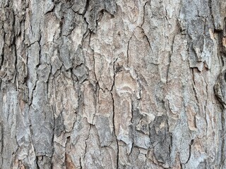 Obraz premium Beautiful closeup of a cracked tree bark texture 