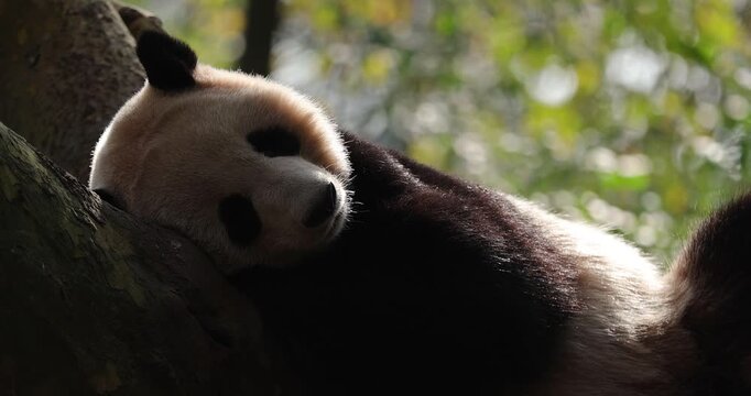 Giant panda sleeping on a tree 