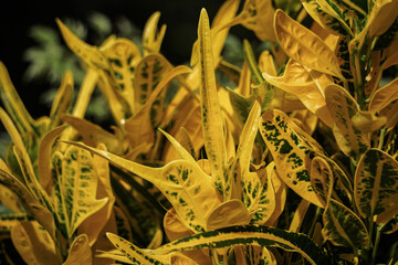 Close-up of vibrant yellow and green croton plant leaves with intricate patterns.