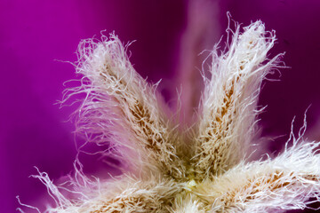 Macro photo of stamen of small crowea flower 