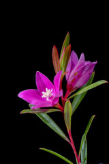 Flower of small crowea in full blooming in Japan