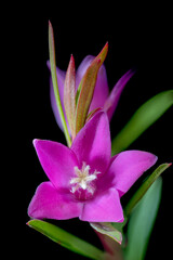 Flower of small crowea in full blooming in Japan