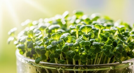Fresh green sprouts growing in a clear glass container with bright sunlight.