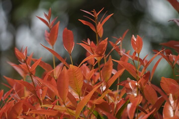 Vibrant Red New Growth on a Bush in Soft Focus.